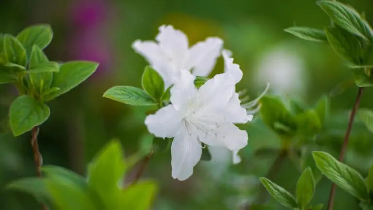 Azalea Alba Magnifica