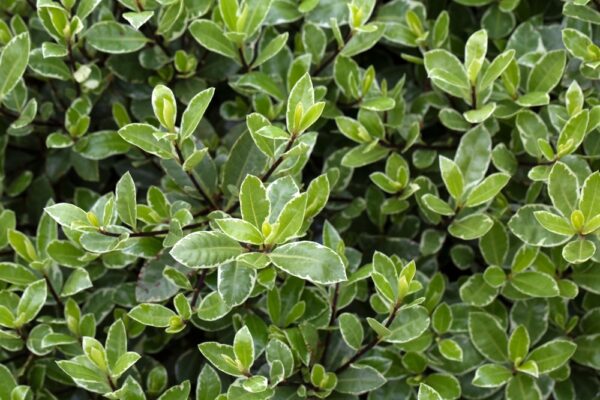 Pittosporum Screen Master