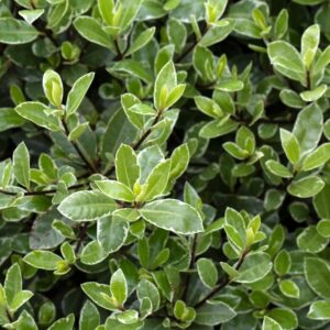 Pittosporum Golf Ball