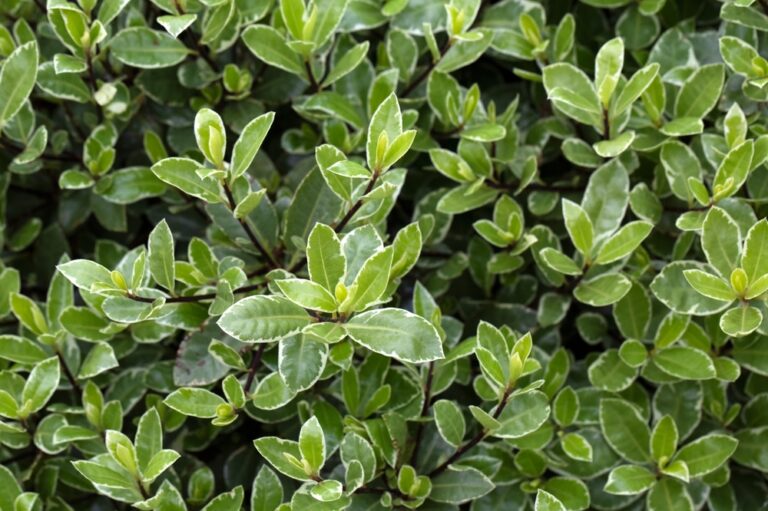 Pittosporum Golf Ball