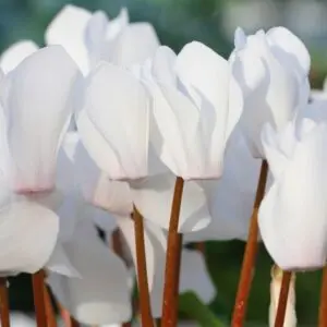 Cyclamen