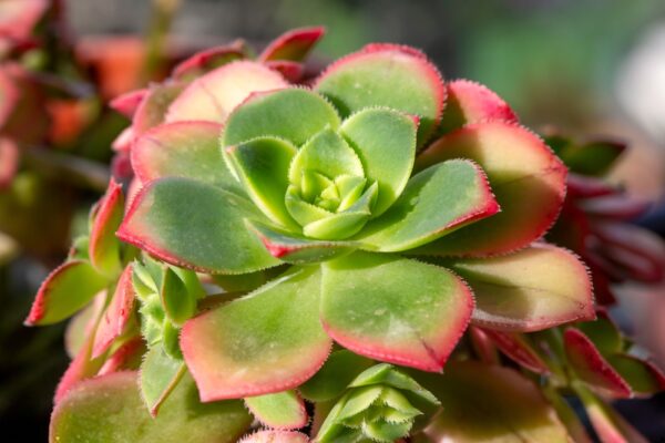 Aeonium Tricolour