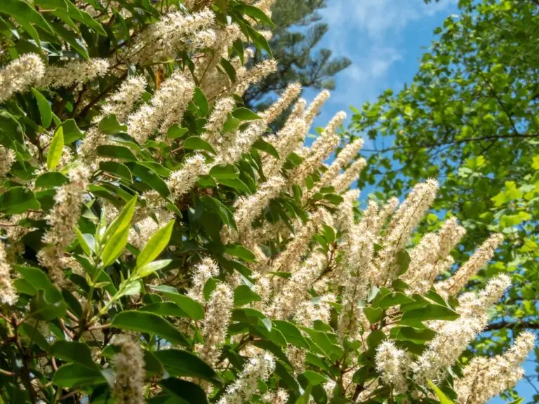 Portugese Laurel