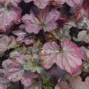 Heuchera
