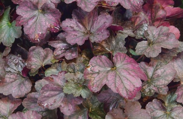 Heuchera