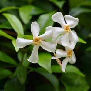 Asiatic Jasmine
