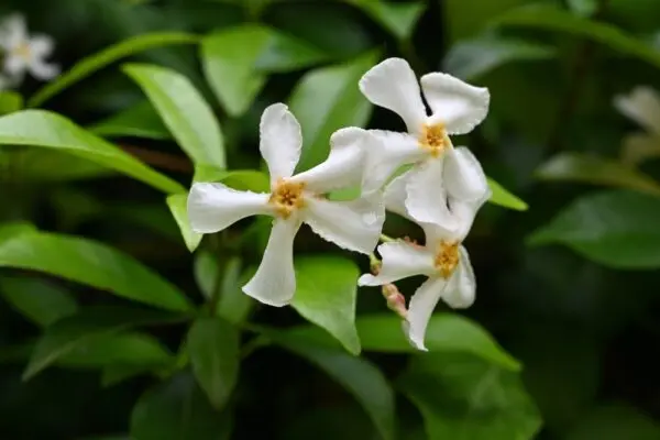 Asiatic Jasmine