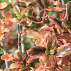 Coprosma Fireburst