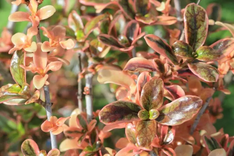 Coprosma Fireburst