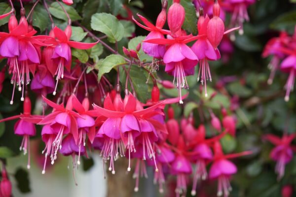 Fuchsia - Image 2