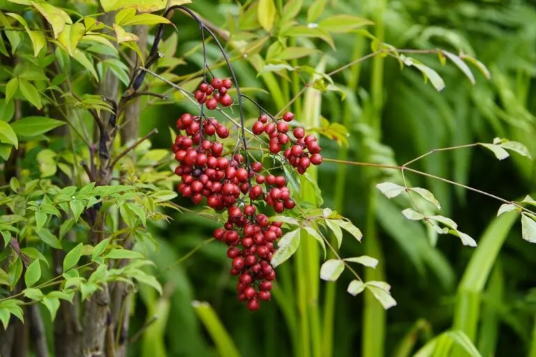 Sacred Bamboo
