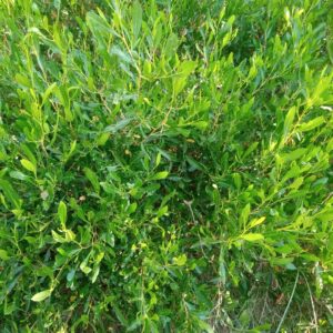 Mr Green Sheen Wedge Leaf Hop Bush