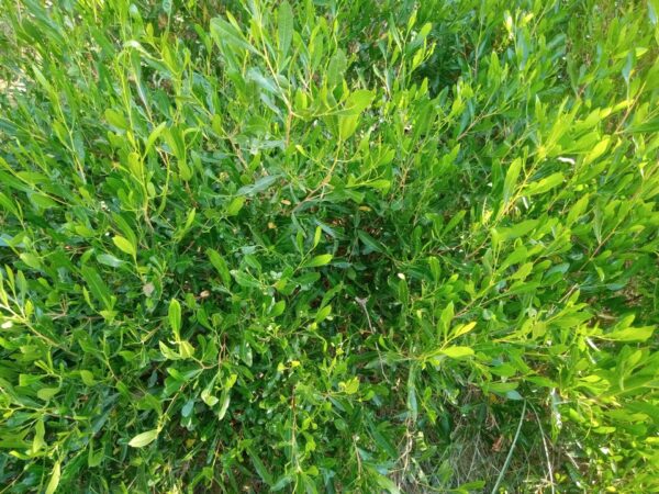 Mr Green Sheen Wedge Leaf Hop Bush