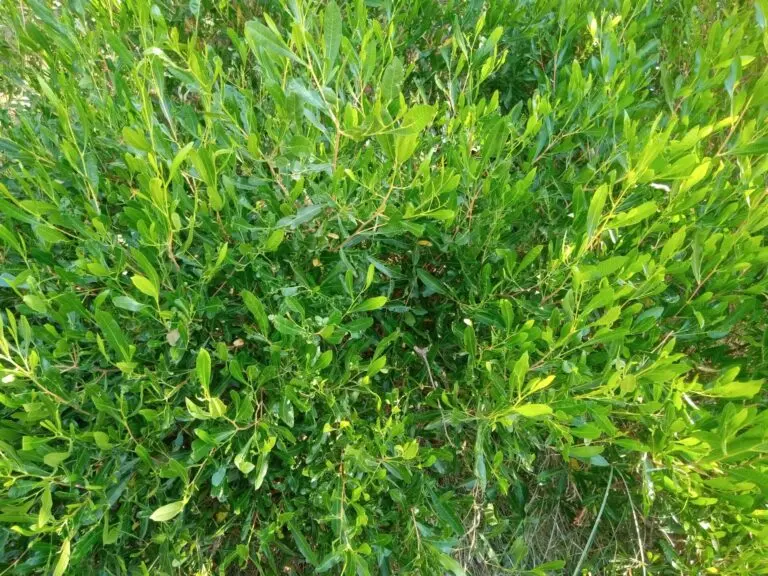 Mr Green Sheen Wedge Leaf Hop Bush