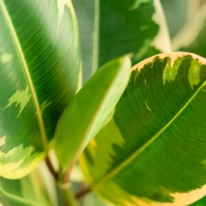 Variegated Rubber Plant