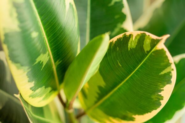 Variegated Rubber Plant