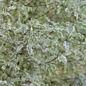 Pittosporum Ivory Sheen