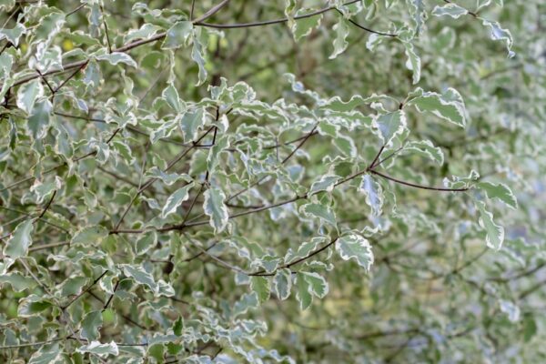Pittosporum Ivory Sheen