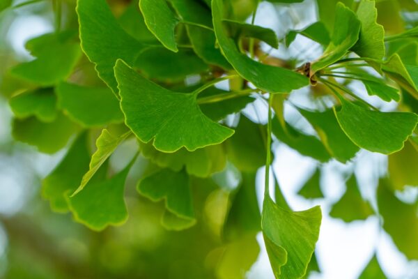 Ginkgo - Image 3