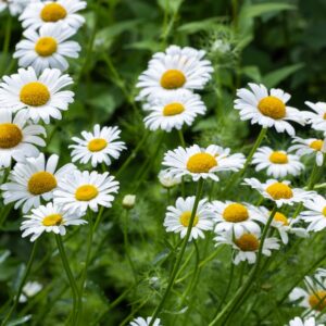 Marguerite Daisy
