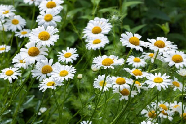 Marguerite Daisy