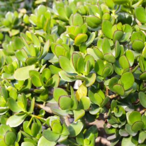 Jade Plant