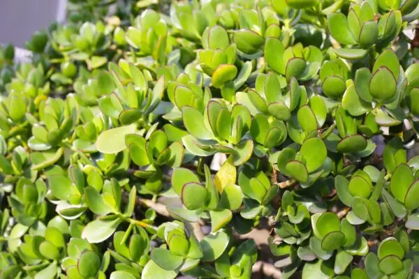 Jade Plant