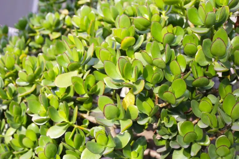 Jade Plant