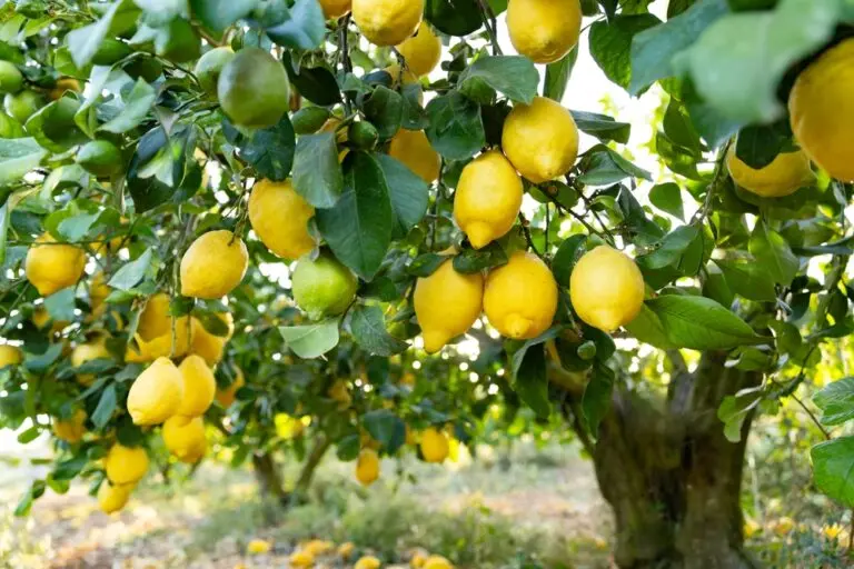 Lemon Thornless