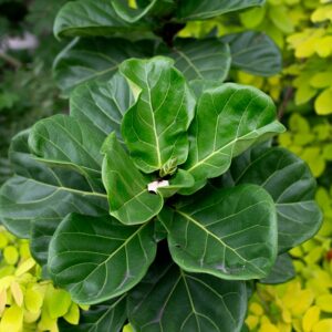 Dwarf Fiddle Leaf Fig