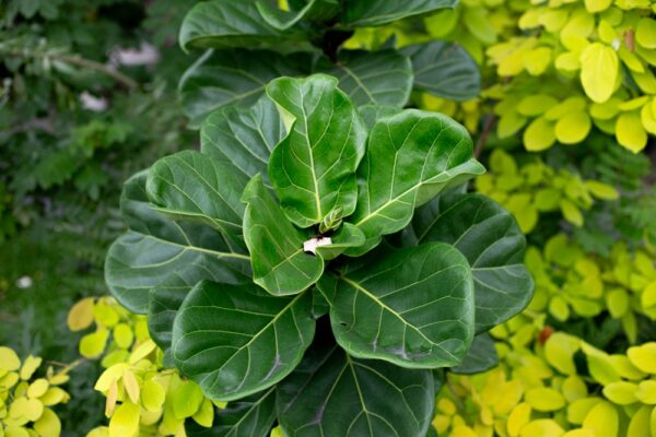 Dwarf Fiddle Leaf Fig