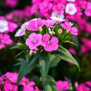 Dianthus