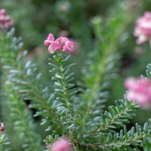 Grevillea Jelly Baby
