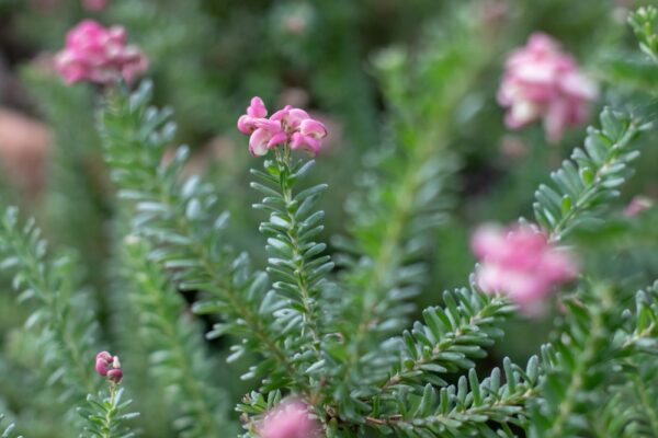 Grevillea Jelly Baby