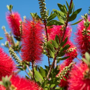 Callistemon Slim