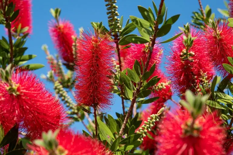 Callistemon Slim
