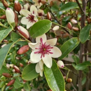 Magnolia White Caviar