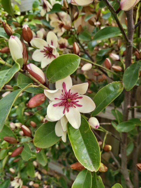 Magnolia White Caviar