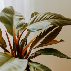Philodendron Imperial Red