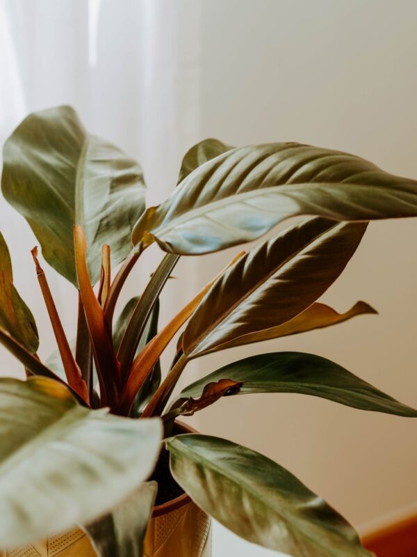 Philodendron Imperial Red