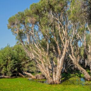 Swamp Paperbark
