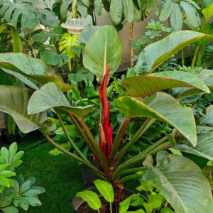 Philodendron Rojo Congo