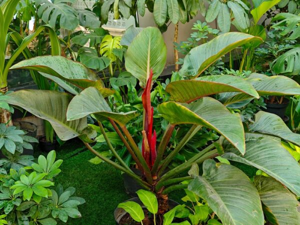 Philodendron Rojo Congo