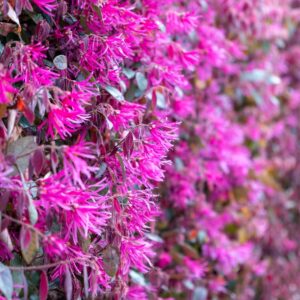 Loropetalum China Pink