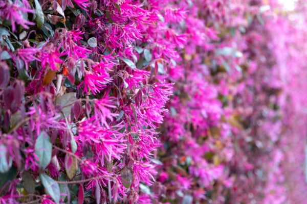 Loropetalum China Pink