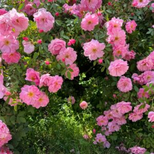Climbing Roses