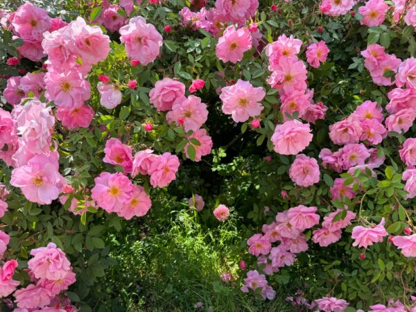 Climbing Roses