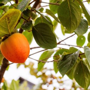 Persimmon Fuyu