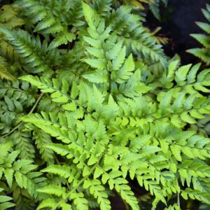 Leatherleaf Fern