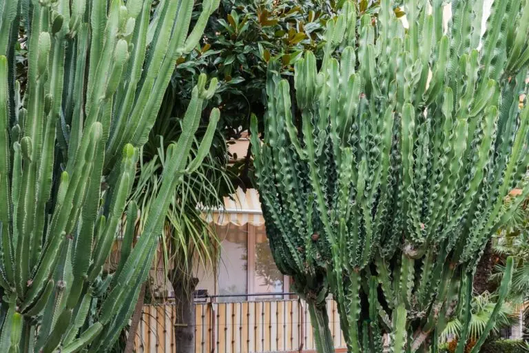 African Milk Tree